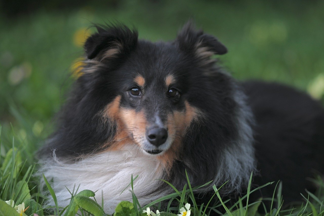 shetland sheepdog, sheepdog, tricolor, canine, pet, animal, collie, bushy, fur, grass, outside, spring, nature, ears, nose, eyes, soft, portrait, companion, pasture, knitting shetland sheepdog