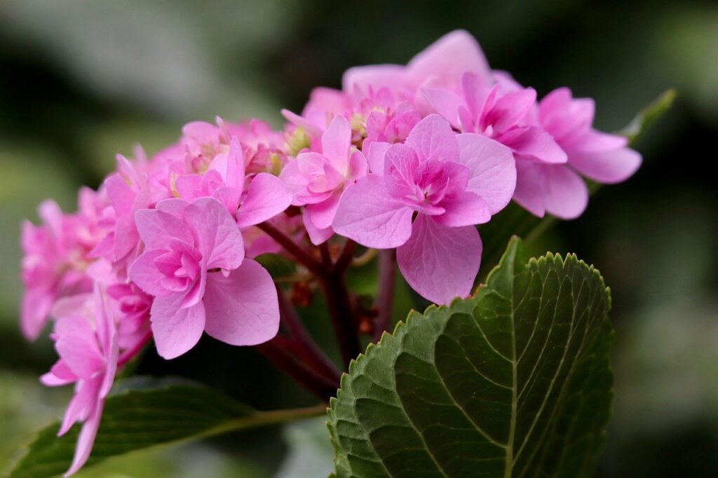 hydrangea, hydrangea flower, plate hydrangea, inflorescence, petals, pink flower, ornamental shrub, flora, nature