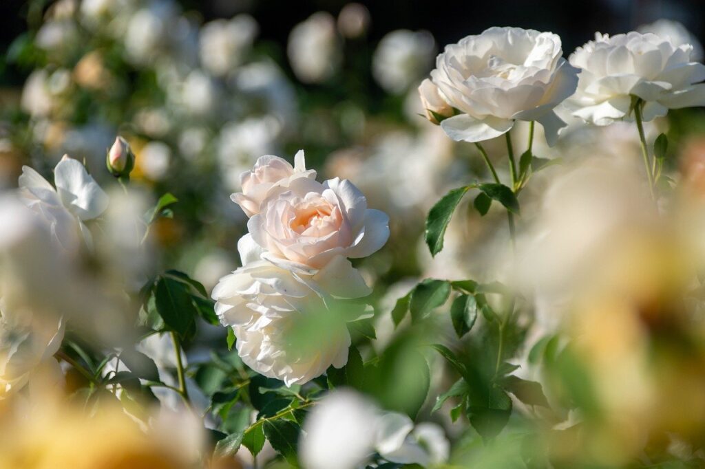 roses, nature background, beautiful flowers, blossoms, beautiful nature, nature wallpaper, bulgaria, flower, nature, ornamental plant, fragrance, scent of roses, rose blossom, flower wallpaper, hd wallpaper, flower background, hd background, full hd wallpaper, desktop backgrounds