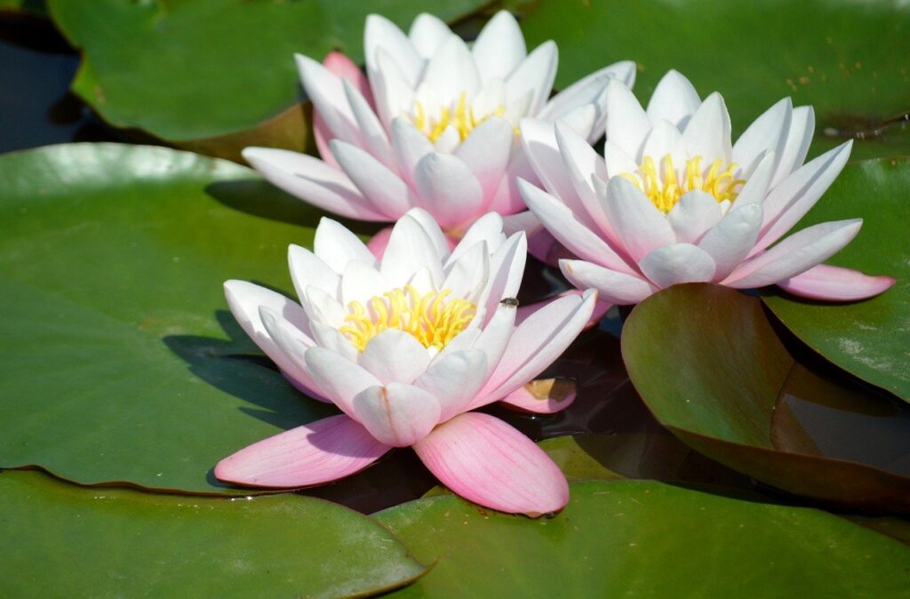 water lilies, nature, blossoms, flower, lily pond, white flowers, leaves, aquatic plant, pond, water, hd wallpaper, close up, nymphaea, lake rosengewächs, pond plant, lily pad, botany, flora, lake, plants, flower wallpaper, floral background, nature wallpaper