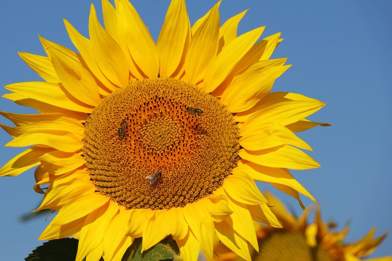 sunflower, flower background, nature, flower wallpaper, flower, yellow, beautiful flowers, bloom, summer, blossom, sunny, bees