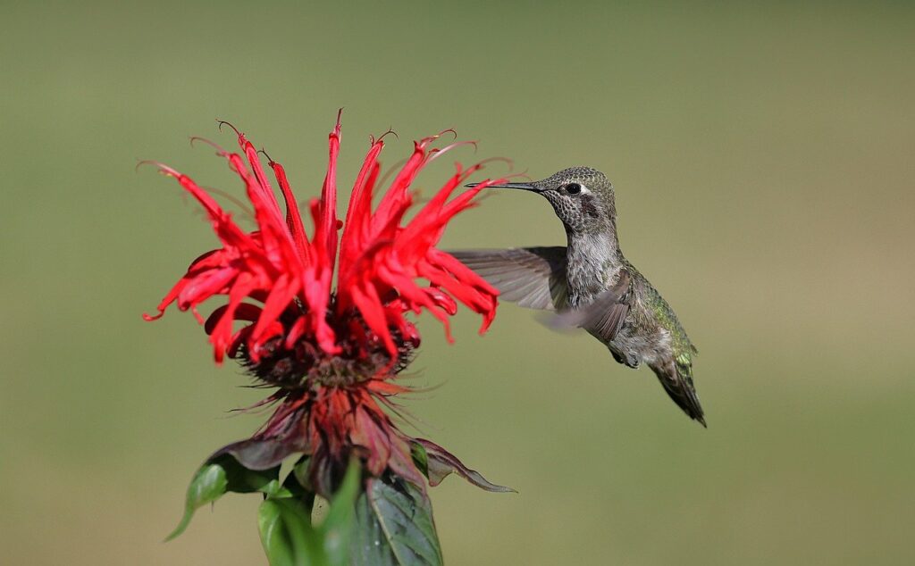 anna's hummingbird, bird, nature, flower wallpaper, wildlife, animal, avian, backyard, flower, flower background, flying, beautiful flowers, garden