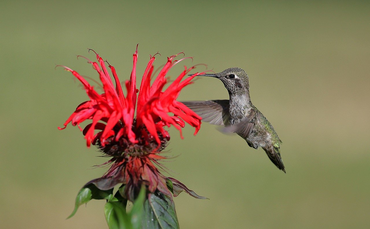 anna's hummingbird, bird, nature, flower wallpaper, wildlife, animal, avian, backyard, flower, flower background, flying, beautiful flowers, garden