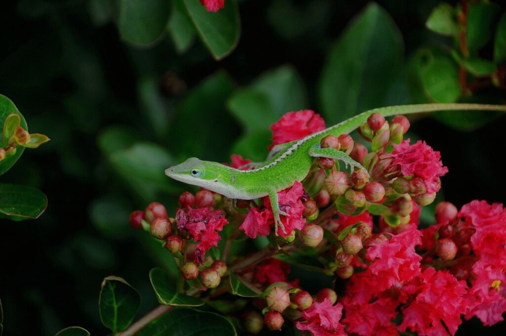 lizard, reptile, nature, wildlife, garden, animal