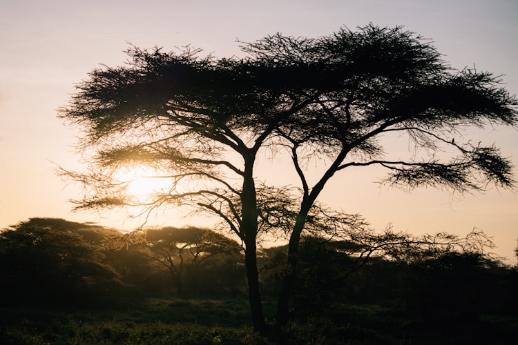 A tree silhouetted against a sunset sky.