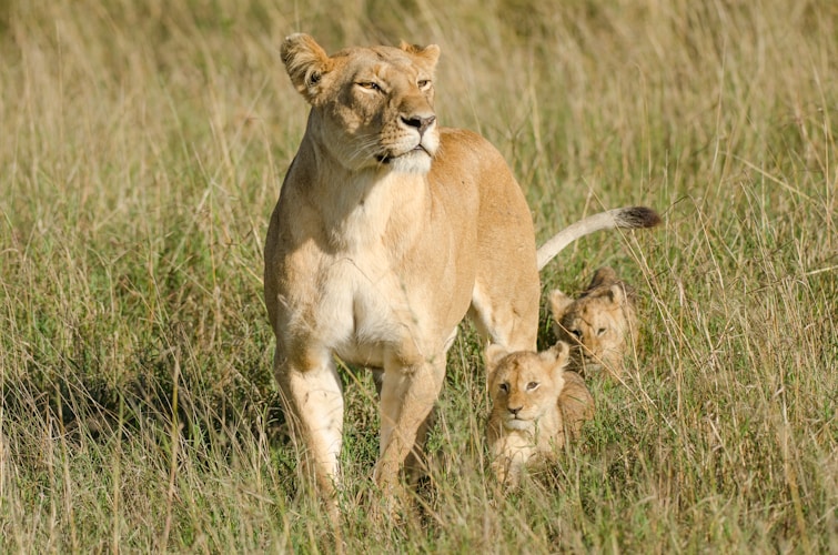 A lioness strolls through grass with her cubs.