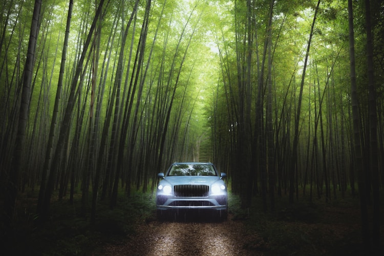 A car drives through a lush bamboo forest.