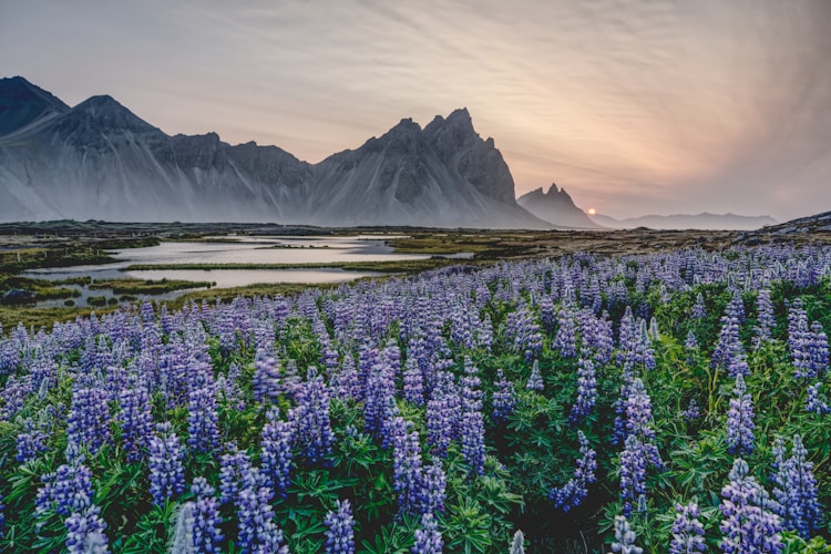 Purple flowers bloom before majestic mountains.