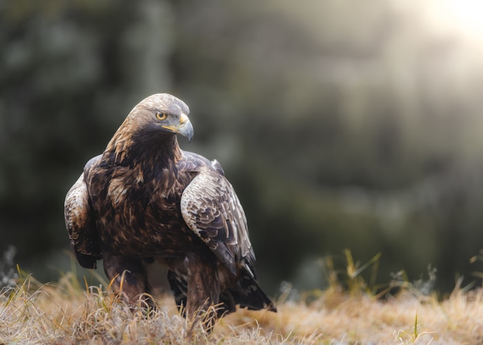 A golden eagle sits calmly in its environment.