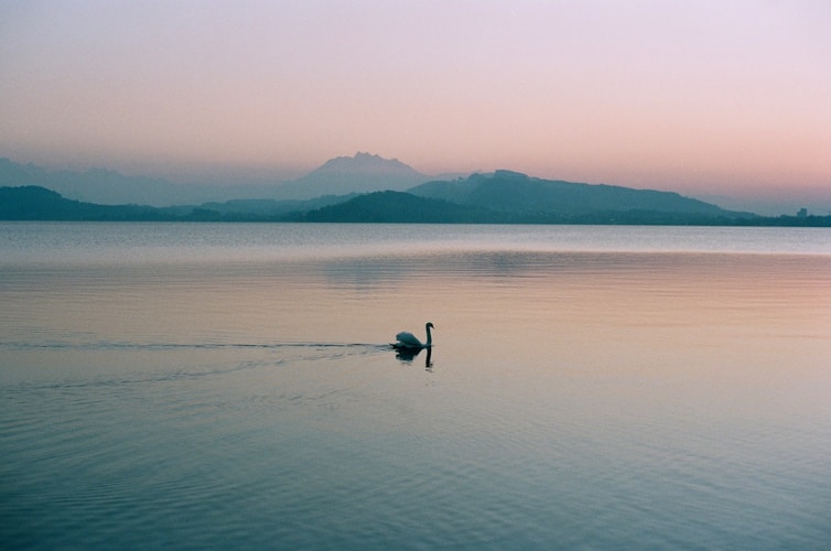 A swan glides on a calm lake at dusk.