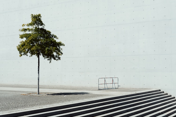 A tree stands against a white wall.