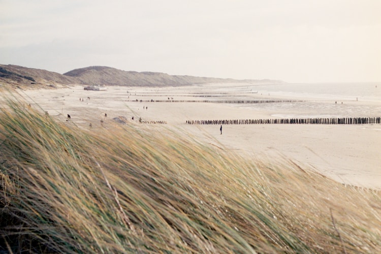 Beach view with dunes and tall grass.