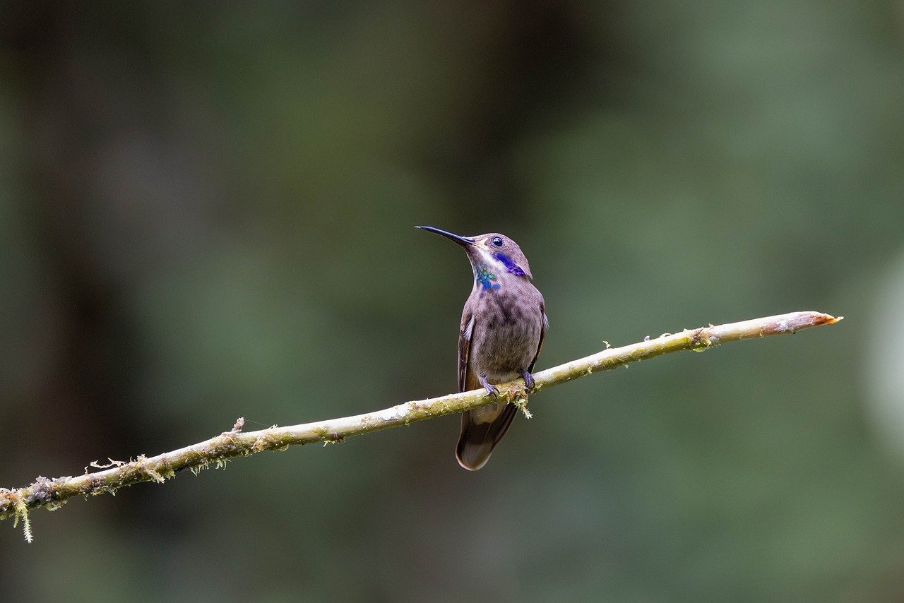 brown-eared hummingbird, hummingbird delphinae, brown hummingbird, violetear hummingbird, tropical hummingbird, ecuador hummingbird, andean hummingbird, nectarivorous bird, rainforest bird, perched bird, exotic bird, ecuadorian fauna, andean birds, hummingbird watching, hummingbird photography, biodiversity equator, ecuador wildlife, amazonian birds, tropical fauna, ecuadorian ornithology