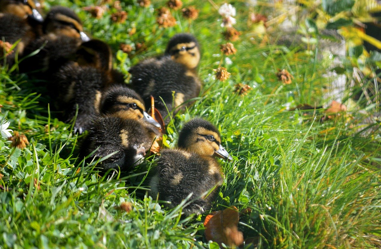 ducklings, chick, offspring, ducks, mallards, duck family, animals, small, cute, birds, grass, lawn, shamrocks, clover, plumage, fluffy, animal world, close up, wildlife, cuddle, group, together, meadow