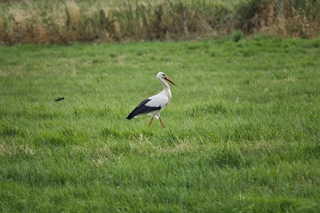 outdoors, field, plumage, grass, landscape, nature, quiet, stork, animal, wildlife, bird, bird watching, ornithology