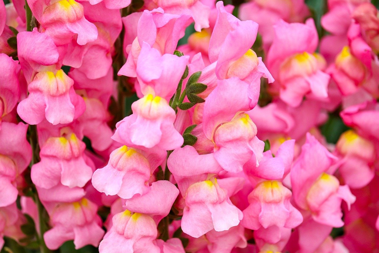 snapdragons, flower, blossom, bloom, garden flower, pink, nature, inflorescence, flora, garden, close up