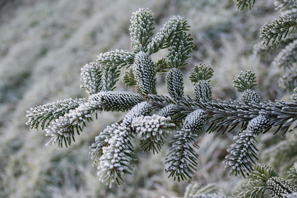 fir, frost, winter, nature, snow, christmas, gel, ice