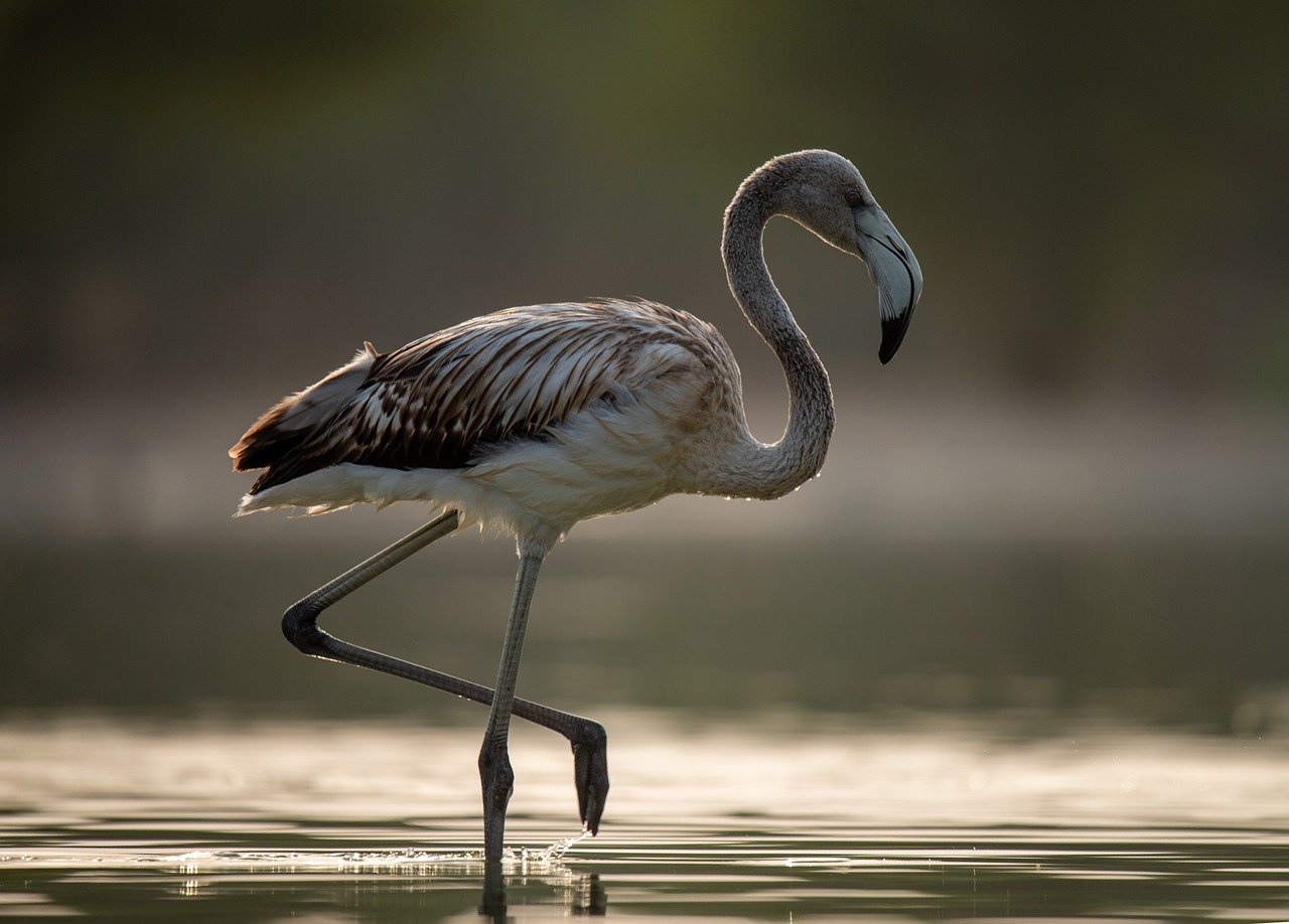 flamingo, nature, bird, animal, feathers, wildlife, bird photography, forest, river, water, landscape, photography, wild, zoo, safari