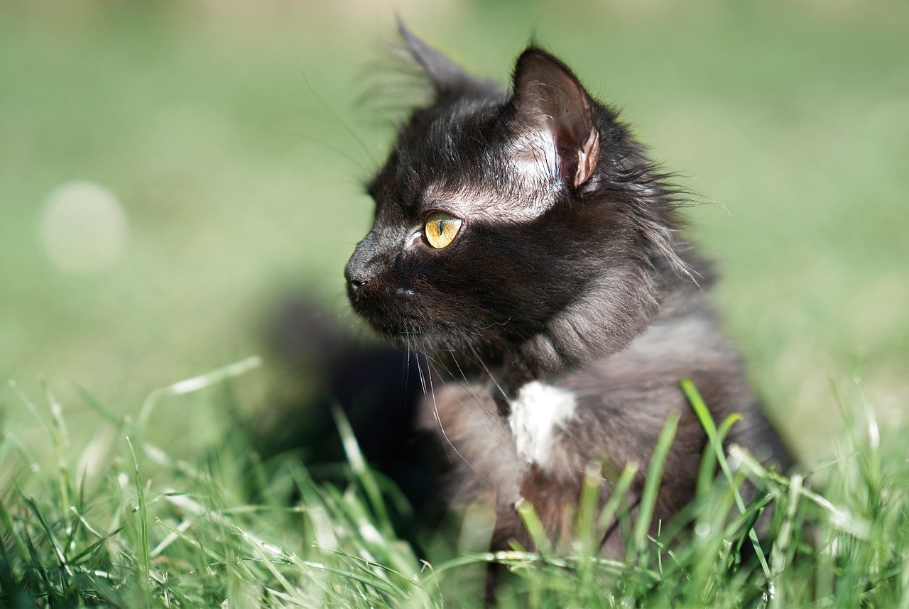 cat, black, lying, look, cute, hair, feline, animal, domestic animal, domestic, pet, mammal, animal world, wallpaper, hd wallpaper, desktop picture, hintergrundsbild, yk