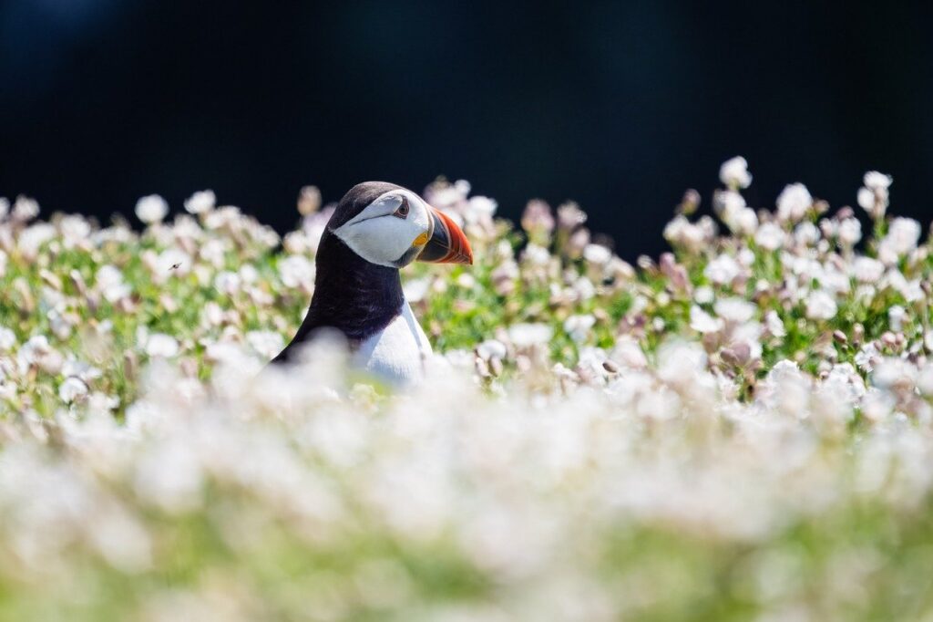 bird, nature, beautiful flowers, wildlife, flower background, plumage, ornithology, avian, feathers, wings, puffin, flowers, flower wallpaper, plant, flora, wildflower