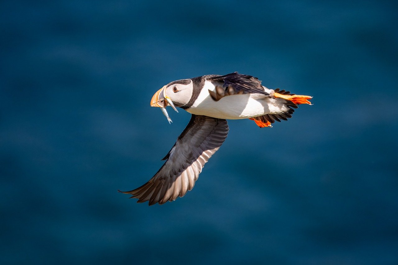 bird, nature, wildlife, plumage, ornithology, avian, feathers, wings, flying, flight, puffin, sand eel