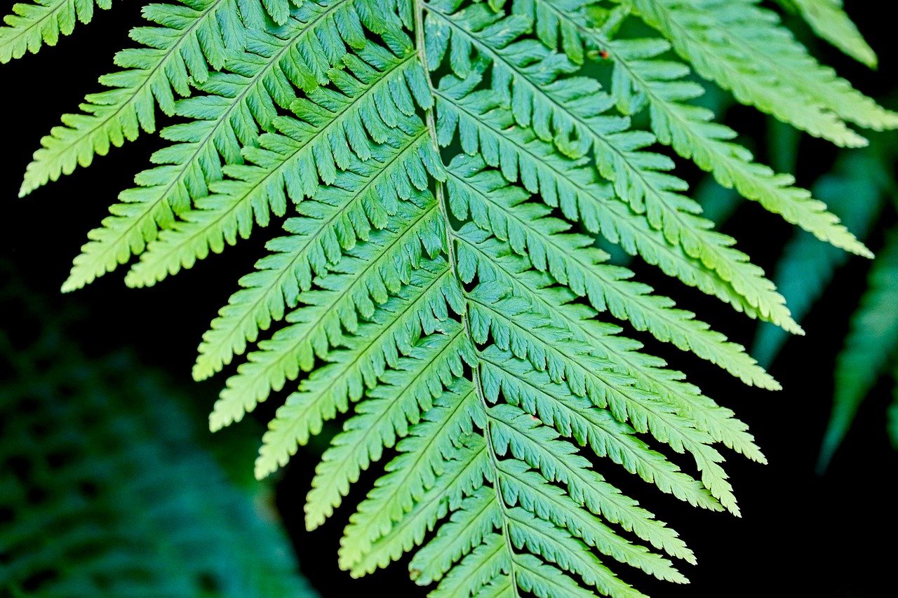 fern, green, feathered, feathers, nature, fern fronds, green plant, flora, close up, leaves, frond, fern plant, leaf fern, forest plant