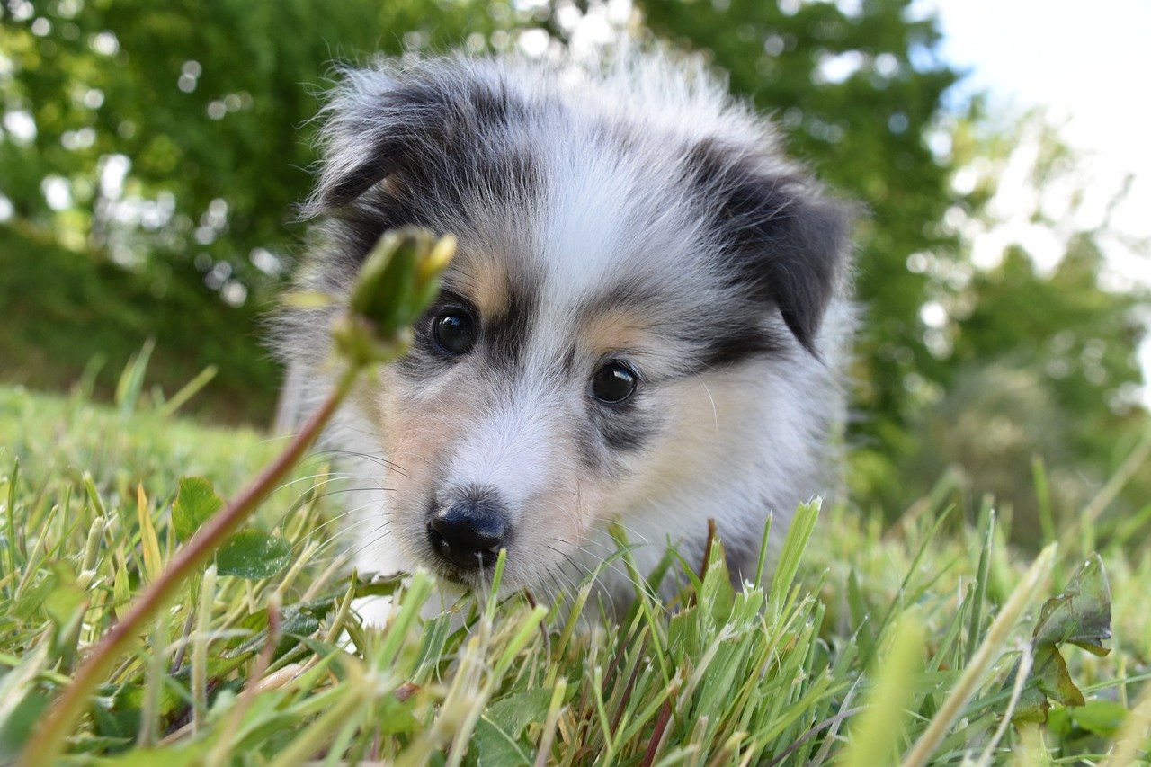 shetland sheepdog, puppy, animal, nature, dog, canine, portrait, adorable