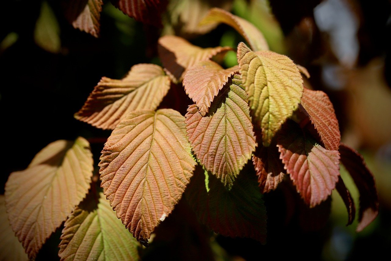 snowball, tree, leaves, leaf veins, leaf structures, autumn colors, discoloration, nature