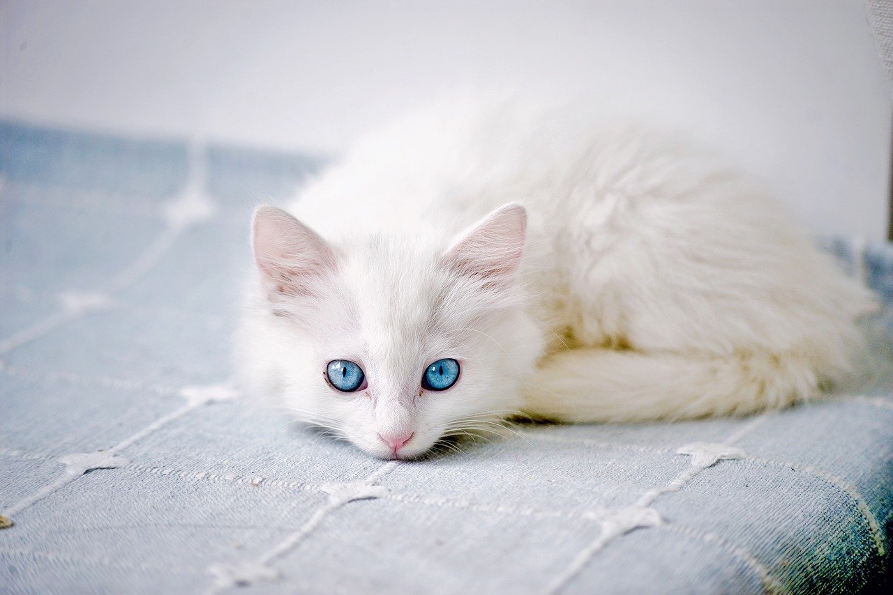 cat, kitten, white cat, mammal, lovely, cat portrait, nature, pets, animal, pet, cute cat, cat eyes, hairy, cat photography, white hair, curious