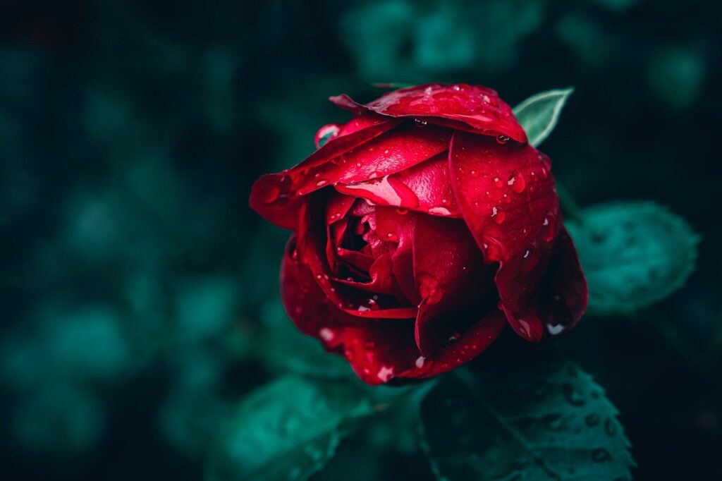 rose, red, red rose, full hd wallpaper, flower, laptop wallpaper, floral background, wallpaper hd, red flower, flower head, flora, flower wallpaper, beautiful flowers, nature, petals, bloom, dark, cool backgrounds, dark background, mac wallpaper, floral, free wallpaper, free background, close up, 4k wallpaper, rain drops, wet, outdoor, rose flower, 4k wallpaper 1920x1080, flower background, blooming, wallpaper 4k, flower in bloom, background, garden, desktop backgrounds, hd wallpaper, detail, fresh, windows wallpaper, beautiful wallpaper, blooming flower, colorful