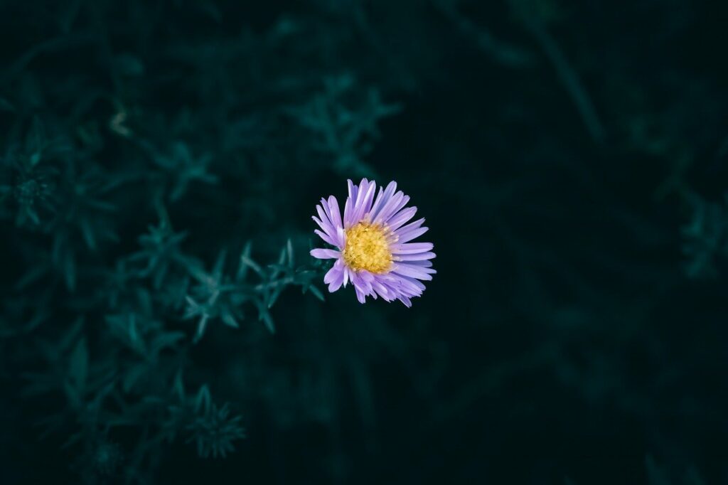 purple, flower, free wallpaper, floral background, purple flower, flower wallpaper, flower head, hd wallpaper, green leaves, color, 4k wallpaper, wallpaper hd, flora, freshness, wallpaper 4k, full hd wallpaper, petals, bloom, floral, beautiful wallpaper, close up, green, free background, 4k wallpaper 1920x1080, nature, outdoor, blooming, windows wallpaper, laptop wallpaper, cool backgrounds, flower in bloom, desktop backgrounds, background, flower background, plant, garden, growth, mac wallpaper, detail, beautiful flowers, fresh, blooming flower, colorful