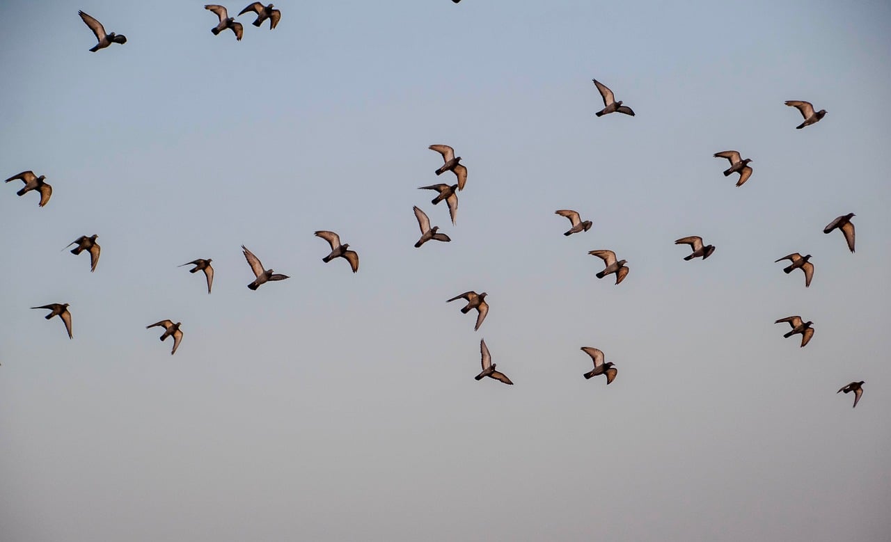 birds flock, birds, flock, flying, swarm, sky, wildlife, animals, avian, species, beak, pigeons, fauna, ornithology, perched