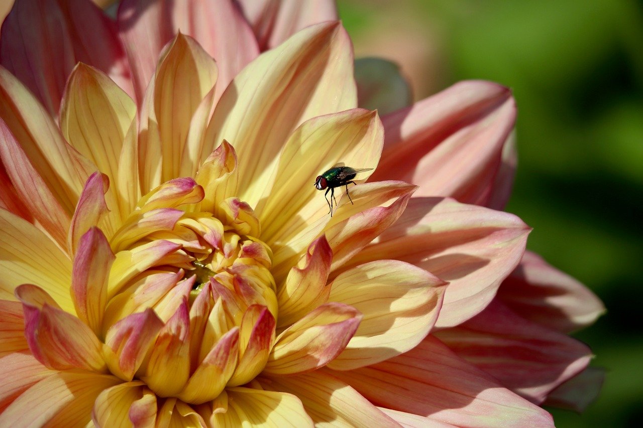 dahlia, blossom, beautiful wallpaper, bloom, wallpaper 4k, free background, laptop wallpaper, housefly, floral background, petals, windows wallpaper, cool backgrounds, hd wallpaper, wallpaper hd, multi coloured, full hd wallpaper, insect, 4k wallpaper, free wallpaper, mac wallpaper, 4k wallpaper 1920x1080, beautiful flowers, desktop backgrounds, background, nature