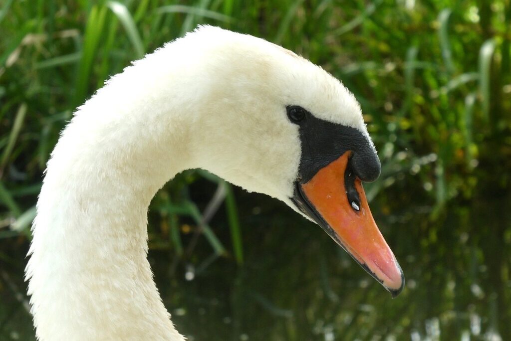 swan, cup, waterfowl, beak, feathers, to look, bird, fauna, nature, detail, plumage, eyes