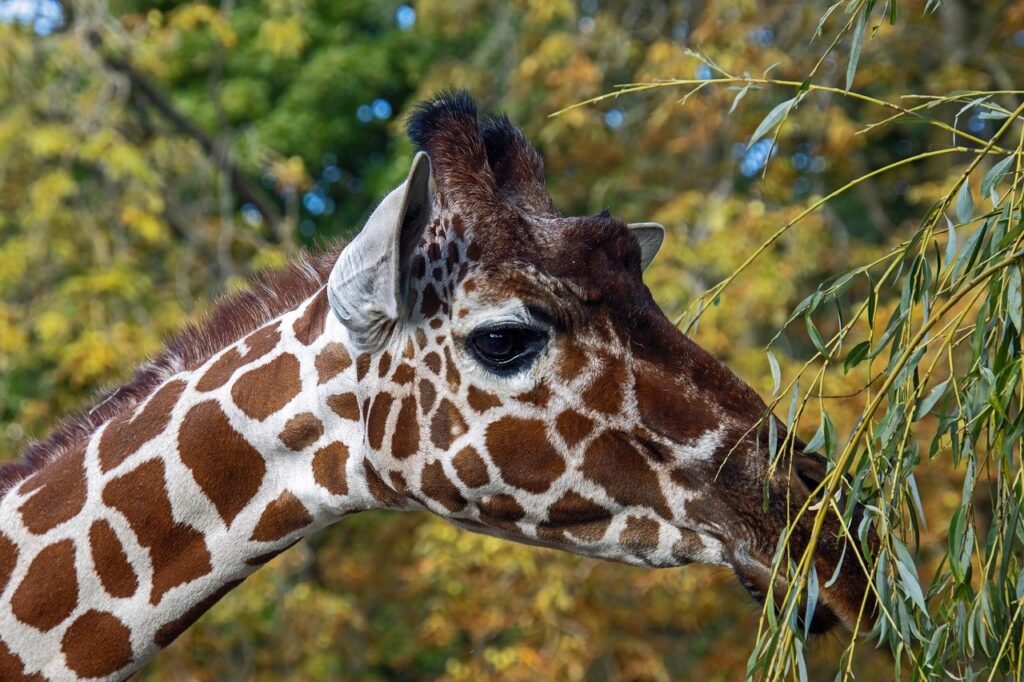 giraffe, mammal, zoo, portrait, giraffe heads