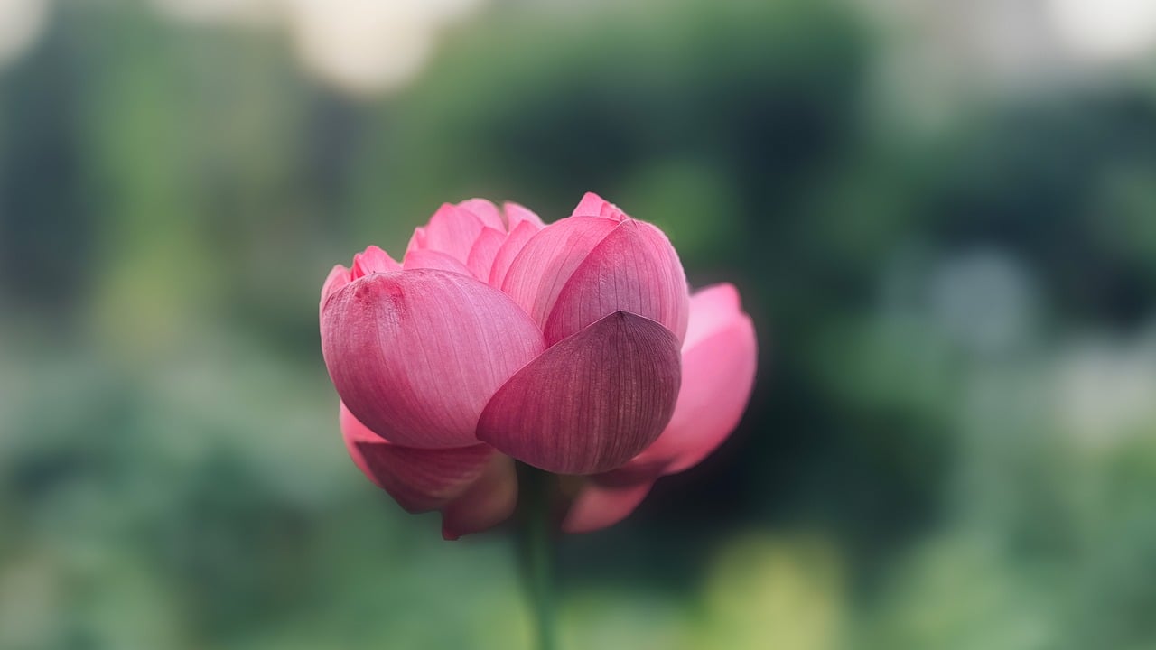 bowl lotus, hd wallpaper, laptop wallpaper, cool backgrounds, wallpaper hd, mac wallpaper, flowers, 4k wallpaper 1920x1080, wallpaper, floral background, wallpaper 4k, flower wallpaper, nature, beautiful wallpaper, free background, full hd wallpaper, windows wallpaper, beautiful flowers, flower background, morning, petal, desktop backgrounds, 4k wallpaper, free wallpaper, plant