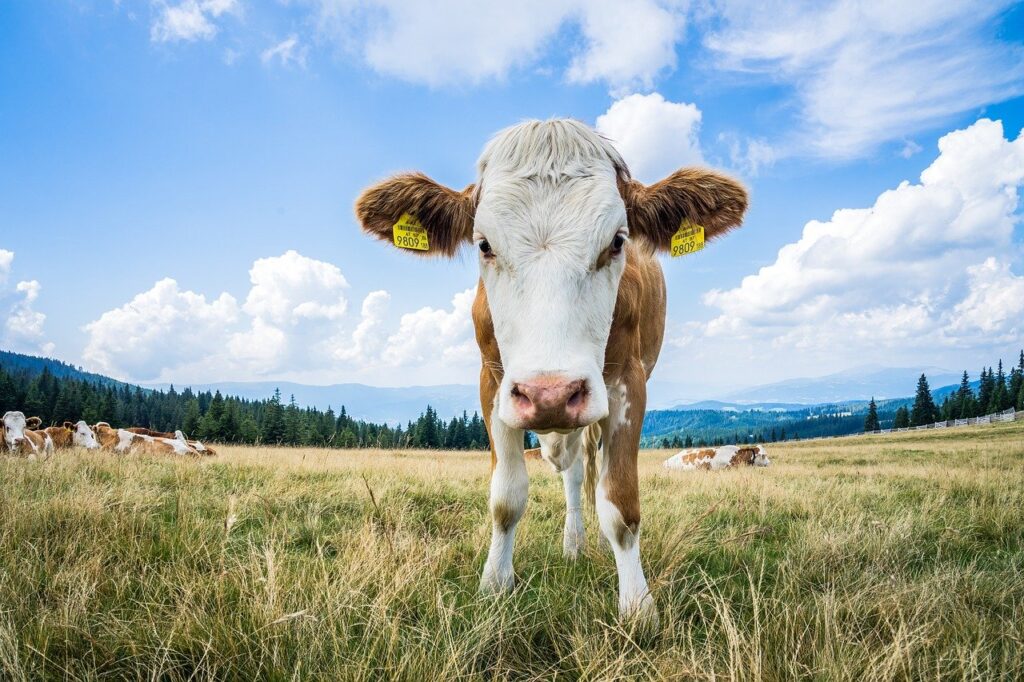 cow, animal, nature, hike, farm yard, farm animal, agriculture, landscape, rural, cows, wildlife, pasture, alm, austria, vacations, homeland