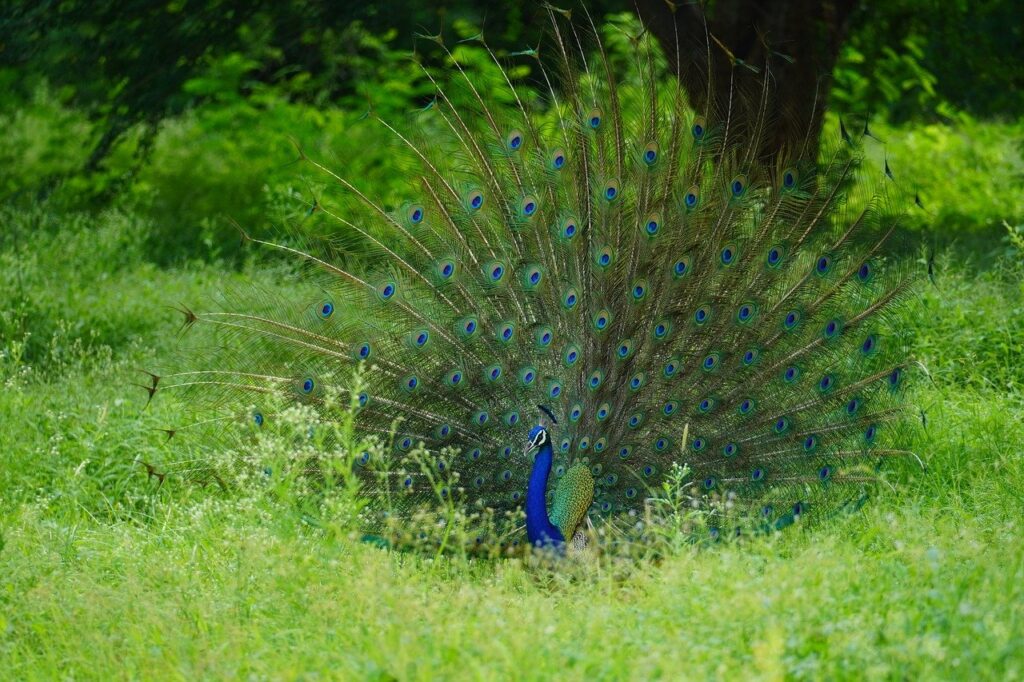 bird, nature, peacock, peafowl, feathers