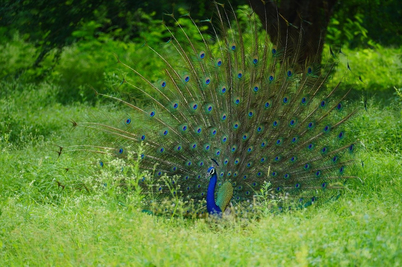 bird, nature, peacock, peafowl, feathers