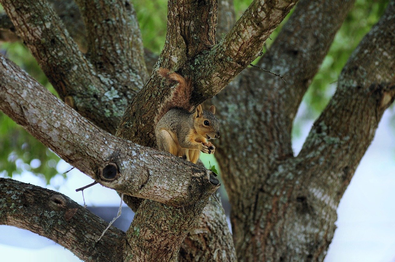 squirrel, nature, wildlife, rodent, mammal