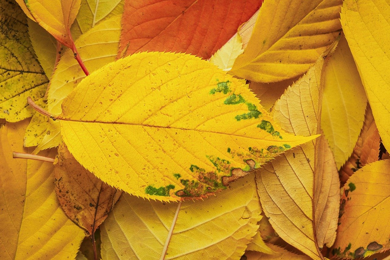 autumn leaf, autumn leaves, fall, leaf, nature, leaves, autumn color, yellow
