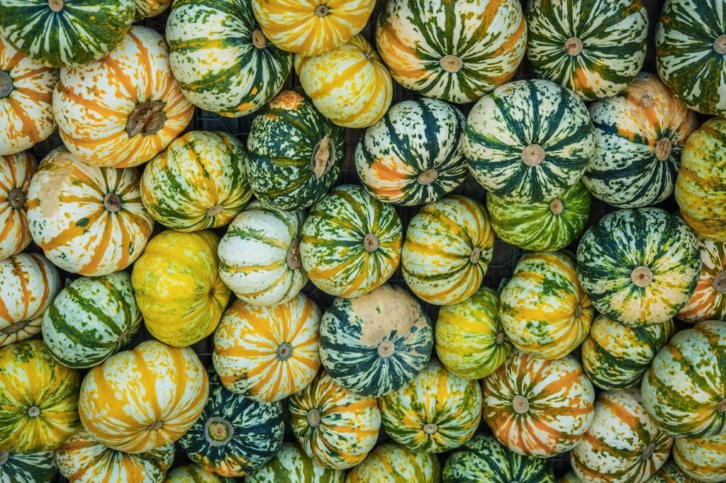 ornamental gourds, fall, pumpkins, decoration, harvest, thanksgiving, autumn decoration, multicoloured, crop plant, nature