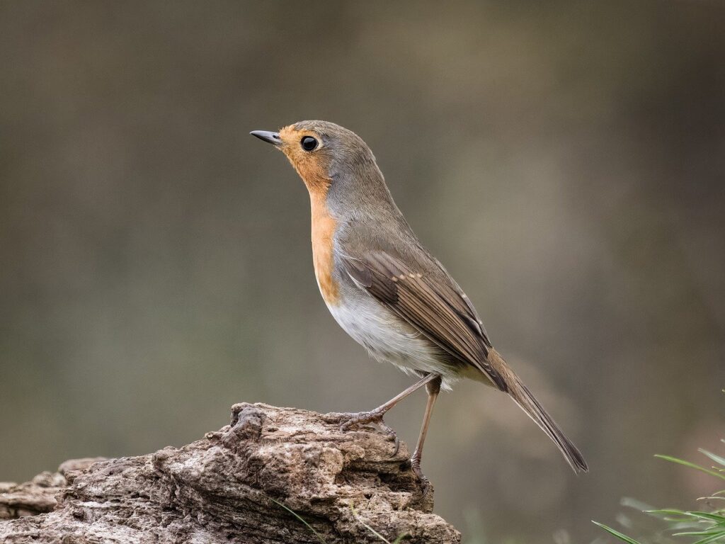 robin, bird, nature, wildlife, perched, plumage, birdwatching, feathers, songbird, ornithology, avian, wild