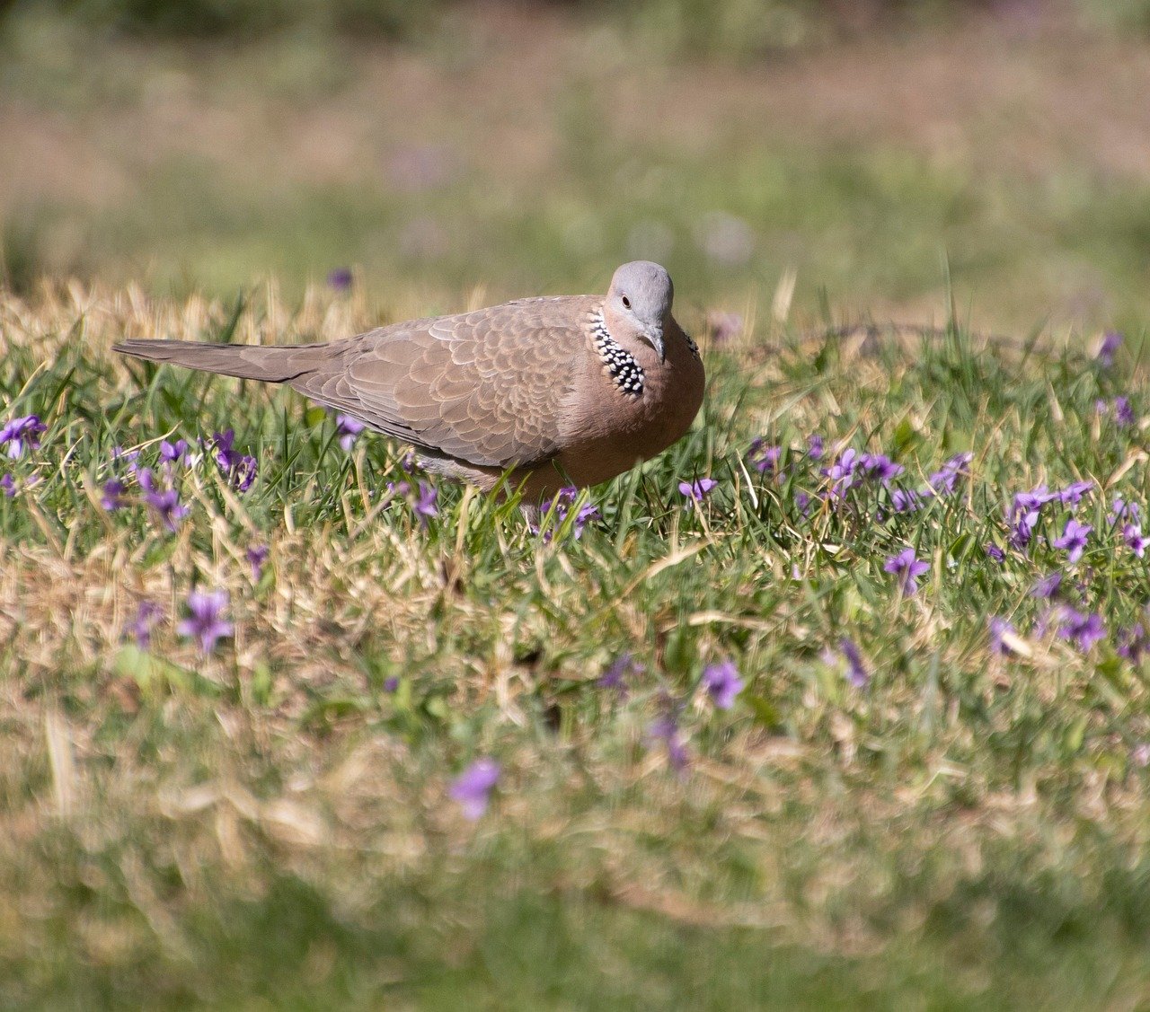 spotted dove, nature, dove, bird, animal, wildlife, avian, plumage, ornithology, fauna, birdwatching, beak, grass, meadow, perched, species, outdoors
