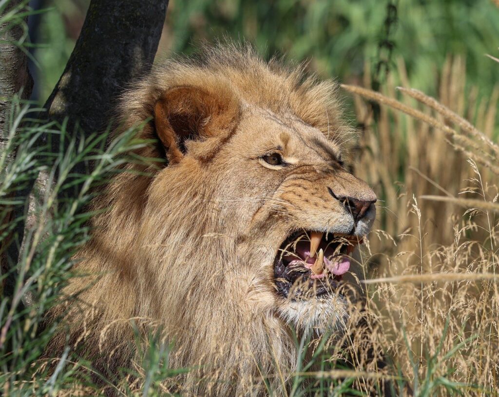 lion, nature, animal, predator