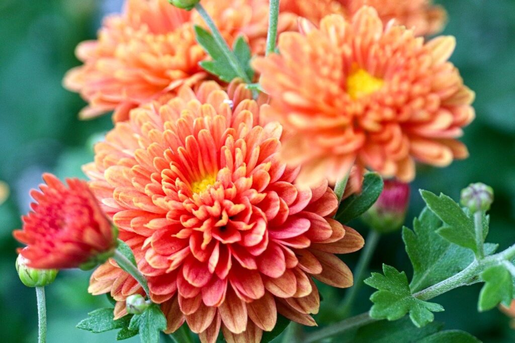 chrysanthemums, flower wallpaper, nature, beautiful flowers, flower, garden flowers, flower background, ornamental flowers, ornamental plant, petals, close up