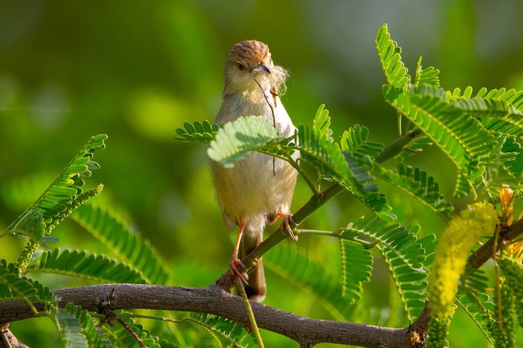 bird, nature, wildlife, animal, songbird, feathers, branch, species