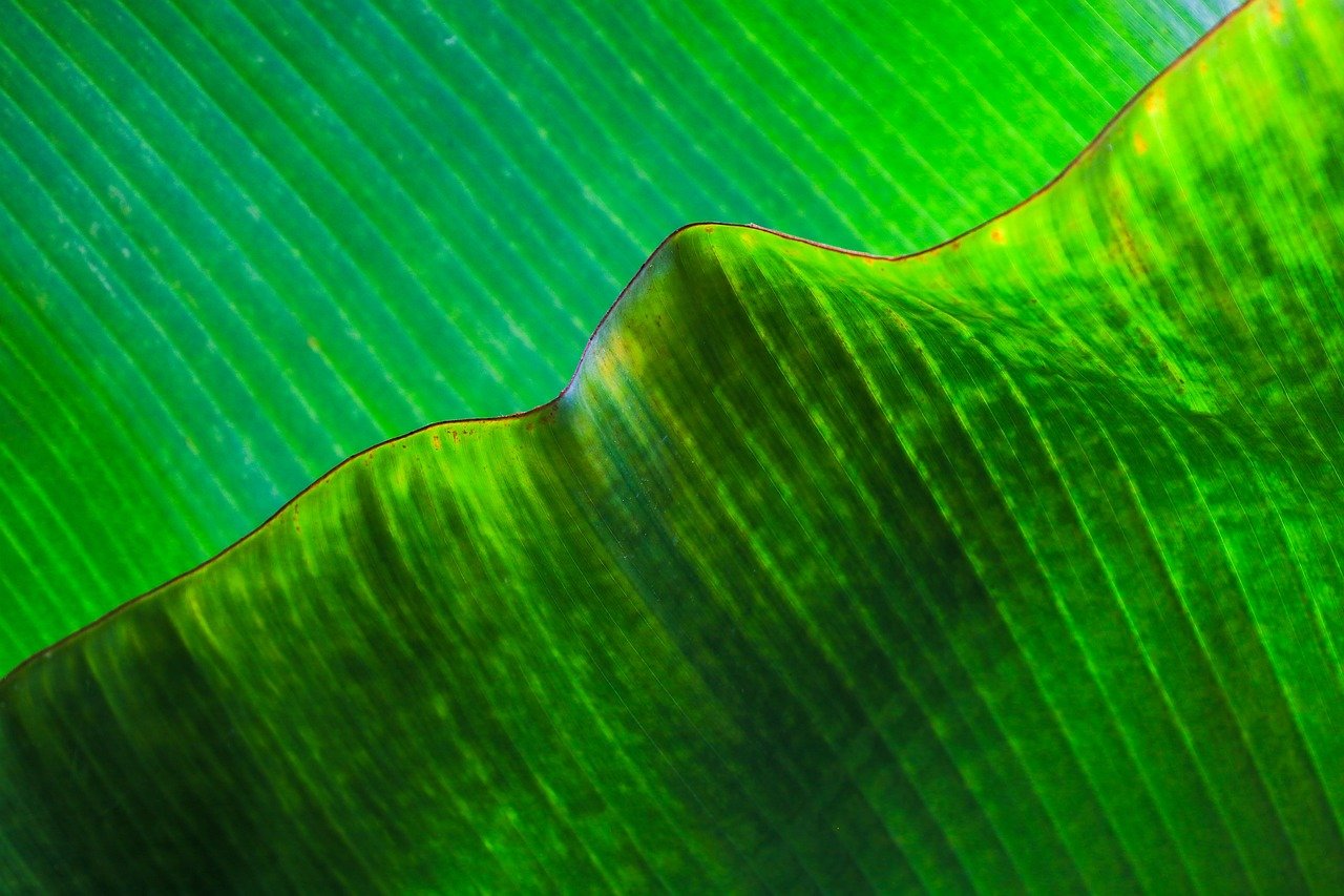 leaf, green, nature, macro, close-up, veins, green leaf, texture, botany, plant, leaf veins