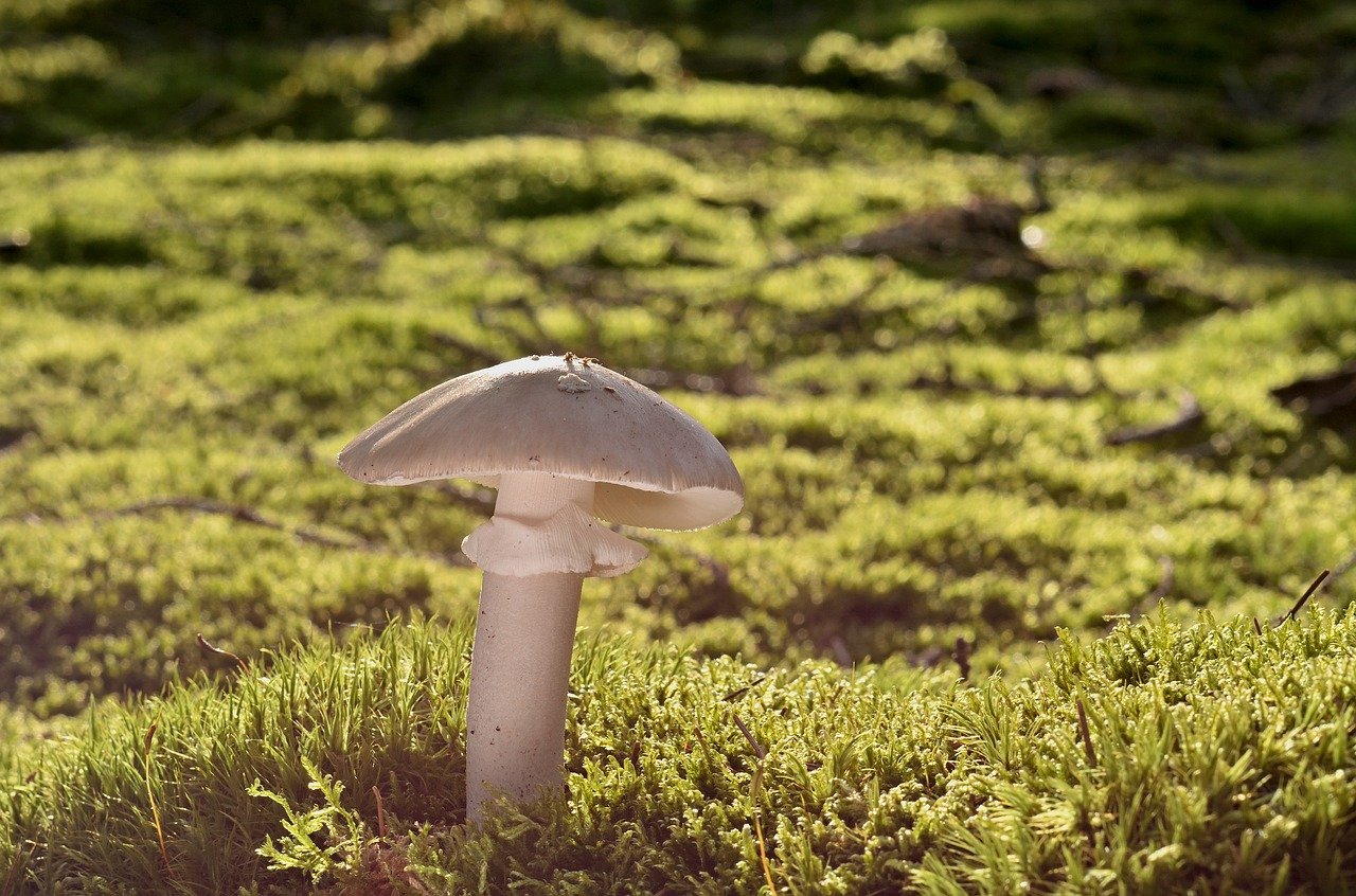 mushroom, disc fungus, moss, forest, forest floor, forest mushroom, fungal science, close up, nature