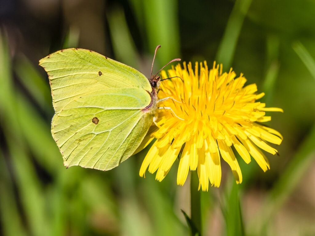 insect, brimstone, butterfly, nature, wings, wildlife, yellow, plant, entomology, flower wallpaper, lepidoptera, colorful, beautiful flowers, flower, bloom, flower background, petals, yelow, dandelion